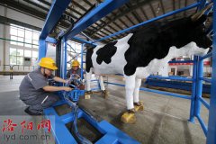 河南洛陽：一家企業研發出自動擠奶機器人